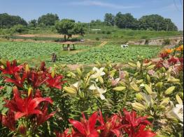 정원 만들기 1위 차지한 통일촌 마을에 꽃이 활짝 기사 이미지