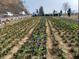 김포시 하성면 봄의 전령사 봉성소공원, 꽃으로 물들다! 기사 이미지